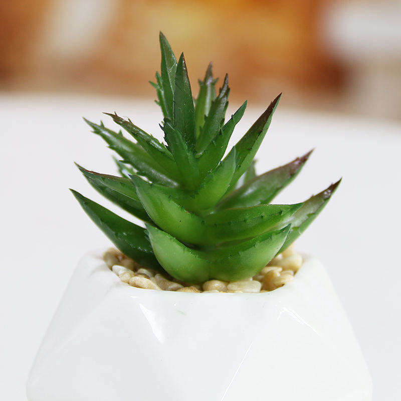 Set of 3 Artificial Succulent Plants in Ceramic Pots – HBAK Choices