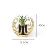 decorative plant