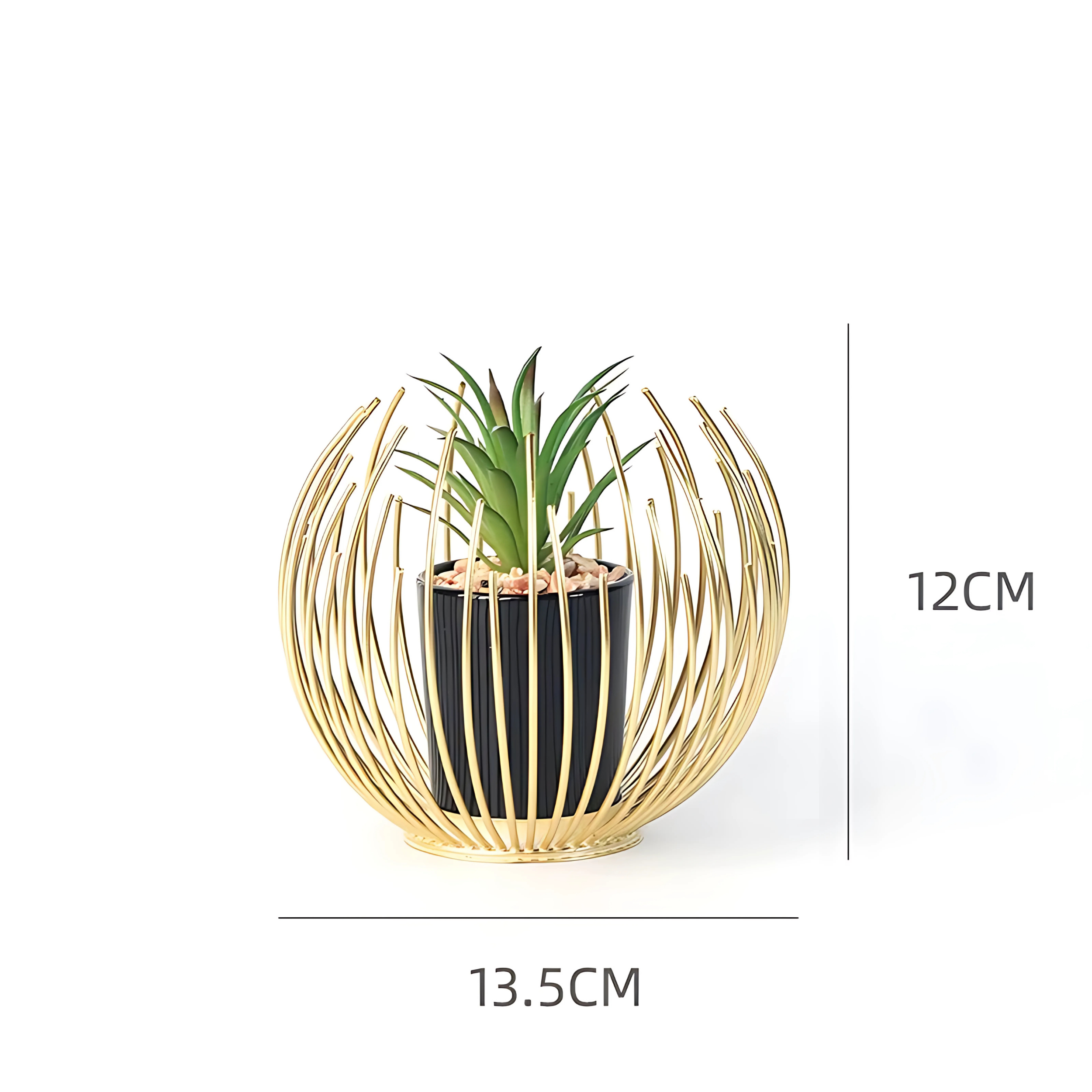 decorative plant