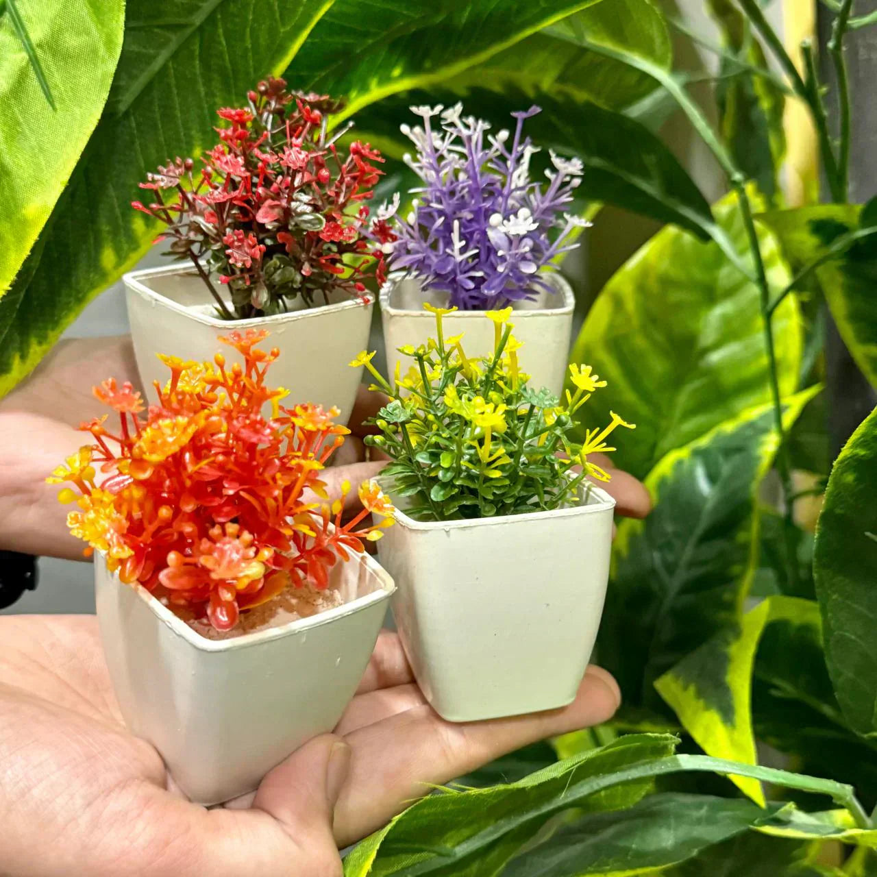 mini plant